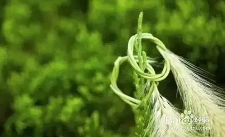 狗尾巴草编戒指教程