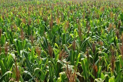 网传专家脚踩地毯走在贵阳玉米地里惹争议,此事反映出了哪些问题?