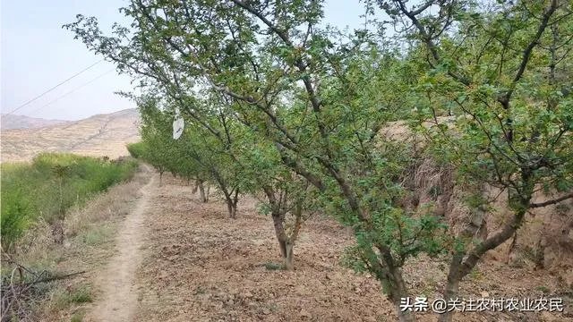 今年花椒树狂枝多怎么办？