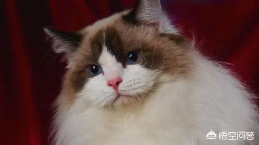 可以翻译狗狗叫声的软件