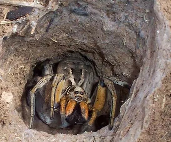 男子发现奇怪洞口:查看后被吓得连退几步(图)