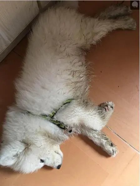 萨摩耶到底有多蠢？