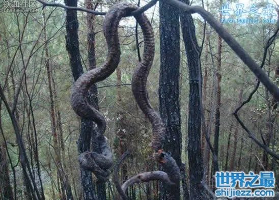 挖掘机挖出16米长巨蛇，权威揭秘真相(图) 