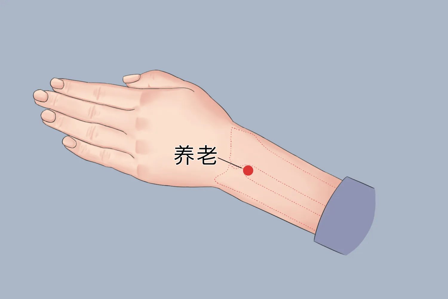 养老的准确位置图片及功效