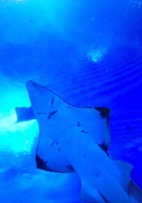 这是什么蝠鲼?圈住的那一只。