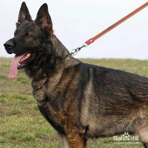 狼狗的价格高吗？