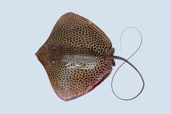 亲们这是什么鱼，可以吃吗！有没有毒