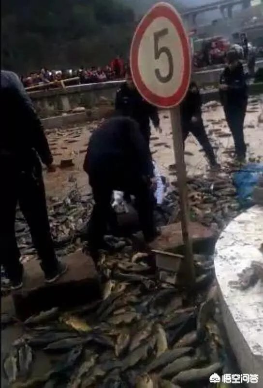 云南盐津发生交通事故，造成5人遇难8人受伤，几吨鱼从天而降是怎么回事？