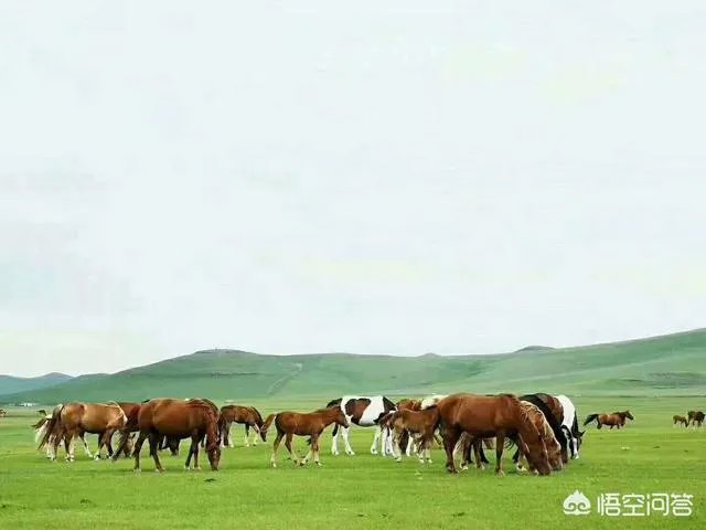 端午节想去草原旅游,这个时节草原好玩儿吗?