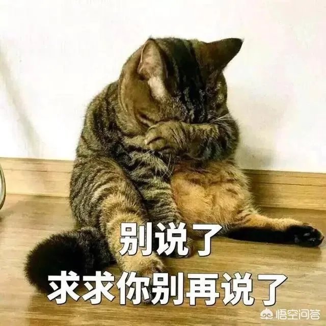 如何看待“给每个员工发一只猫，离职的话要退还猫给公司，可以起到稳定团队的作用”这句话？