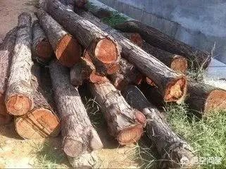 春芽树和香椿的区别