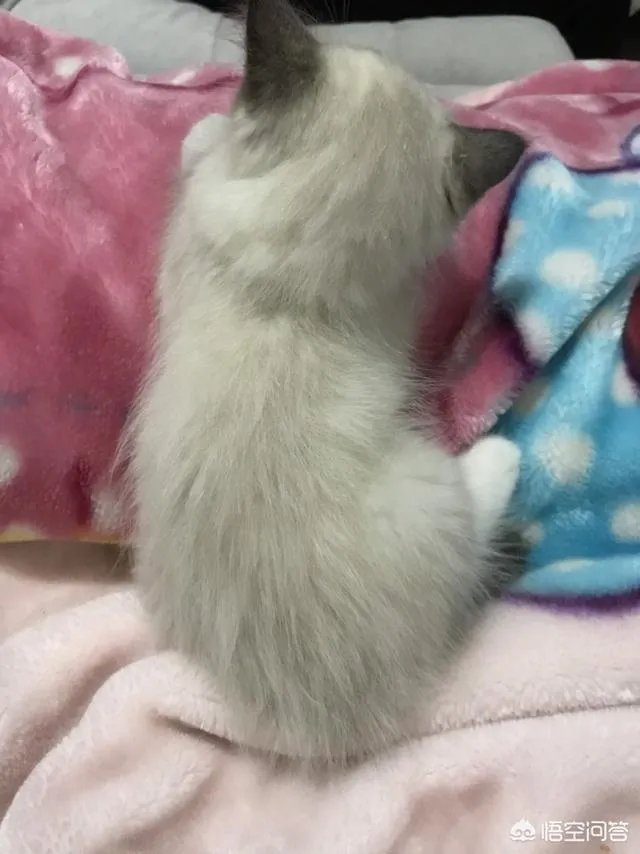 为什么我们看见小猫小狗时潜意识里就有一种想去摸它们的想法？