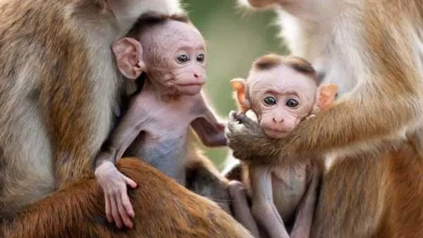 如何看待动物园的猴子拿着钥匙开门跑了的事件？