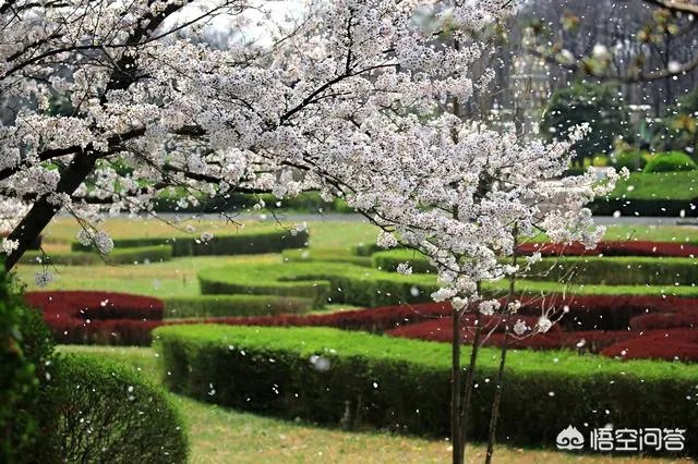 下图这是什么花？