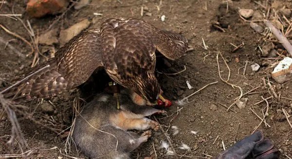 图片老鹰 抓 兔子的图片