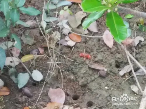 珠海淇澳岛好玩吗