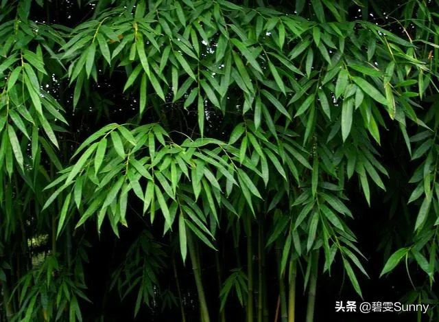 潇湘馆的竹子是如何描写的?