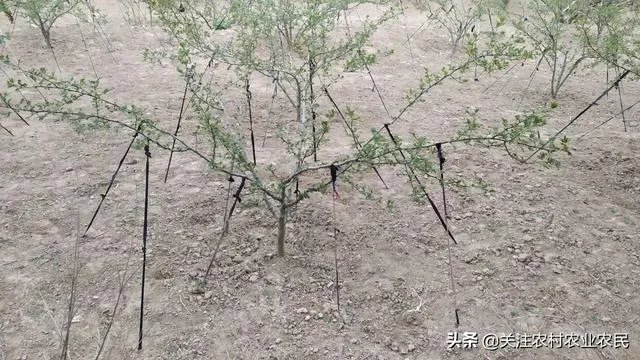 今年花椒树狂枝多怎么办？