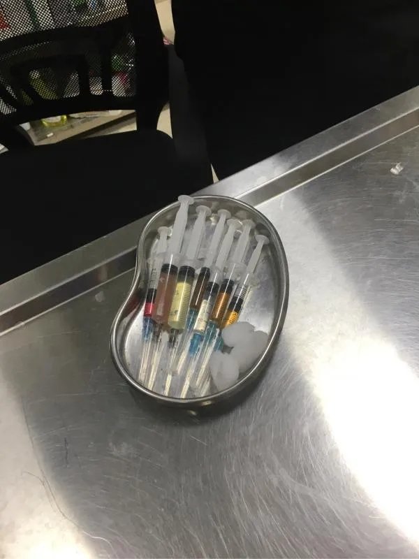 萨摩耶到底有多蠢？