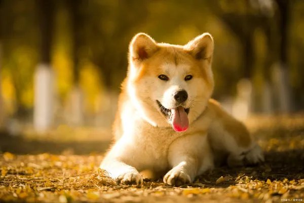 美系秋田犬是怎么来的？和日系秋田有哪些区别？