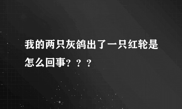 我的两只灰鸽出了一只红轮是怎么回事???