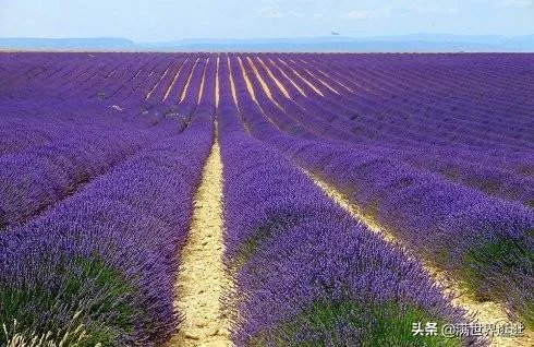 上海奉贤区东端这个镇