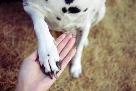 当你的猫或者狗狗去世之后，你还会再养吗？