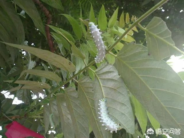 春芽树和香椿的区别
