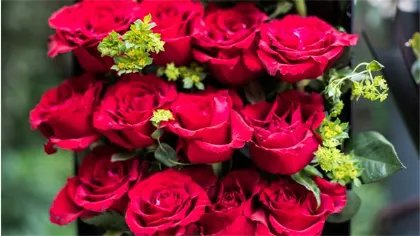 33朵玫瑰代表什么