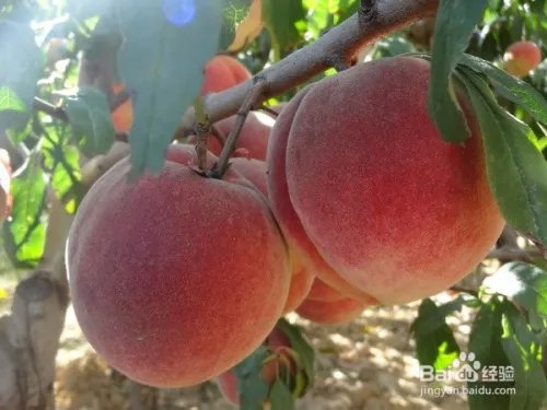 毛桃苗新品种哪个好?