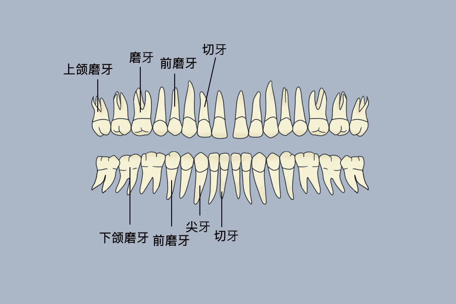 牙齿形态解剖图