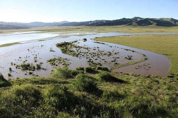 为什么能沼泽里逃出来的生物寥寥无几?