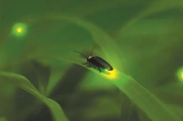 最著名的十大动物骗子排行 变色龙上榜,第三本领是“装死”