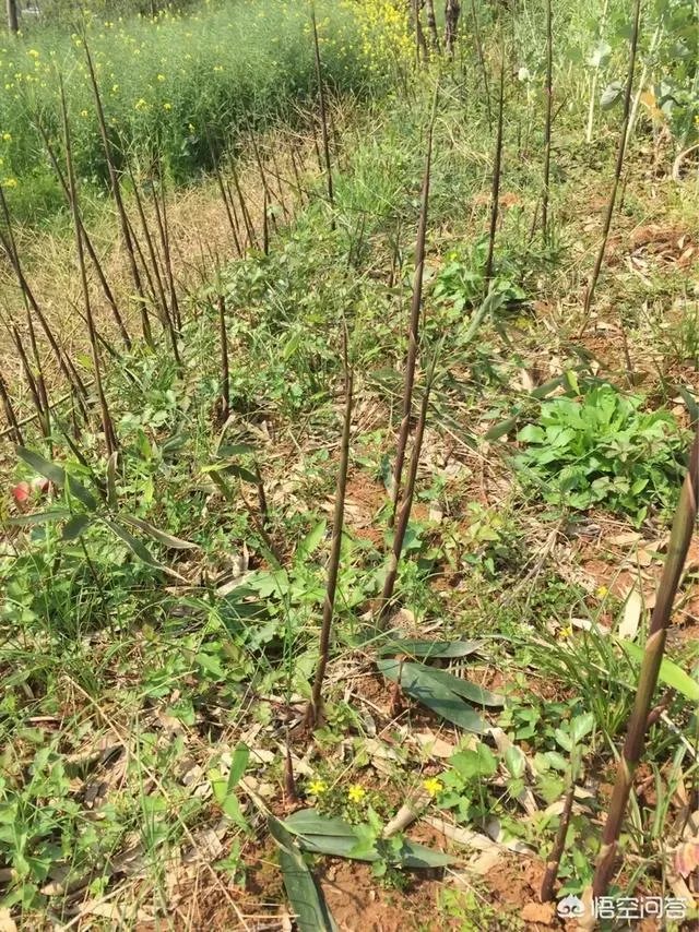 农村田野很多野菜都冒出了头，什么野菜是这个时节比较好采又好吃的？