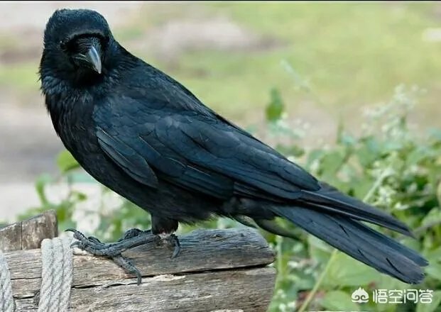 农村常见的乌鸦是很聪明的鸟,为什么有人讨厌它?