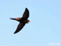 世界上飞的最高、飞的最远或飞的最快的鸟有哪些？