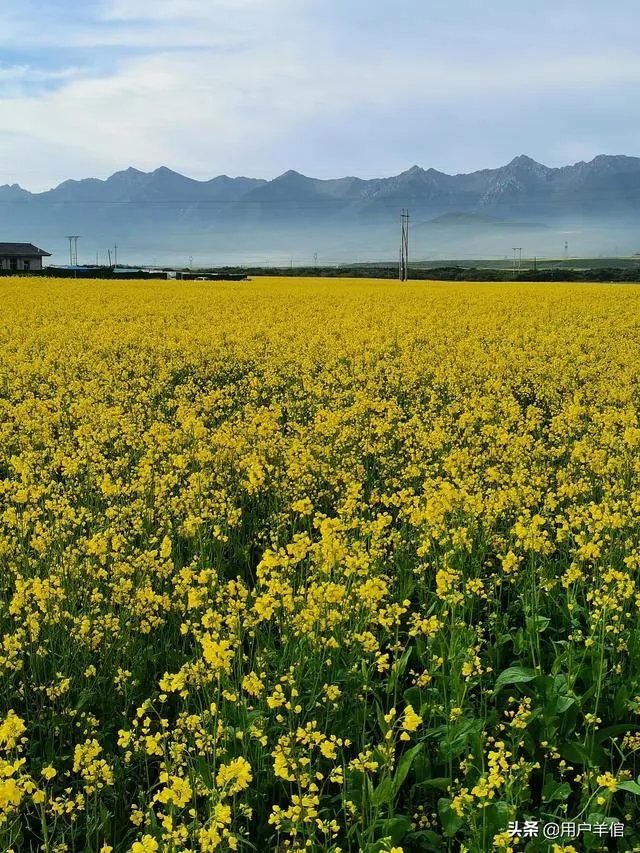 上海奉贤区东端这个镇