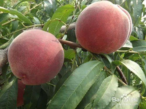 毛桃苗新品种哪个好?