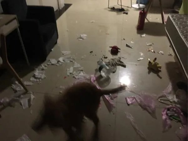 萨摩耶到底有多蠢？