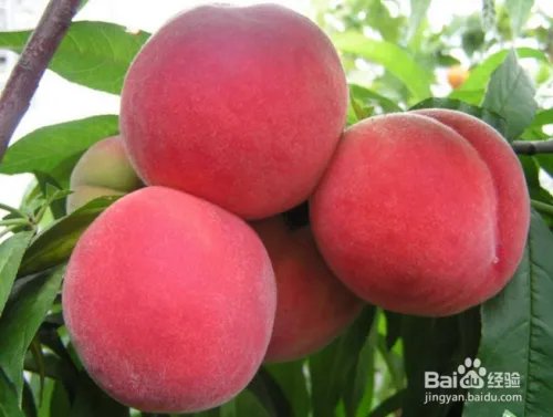 毛桃苗新品种哪个好?