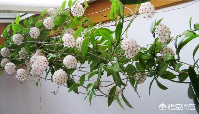 下图这是什么花？