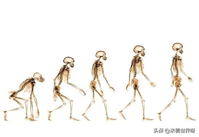 如果达尔文的进化论是正确的,人类最后会进化成什么模样?