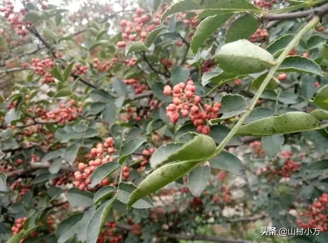 今年花椒树狂枝多怎么办？