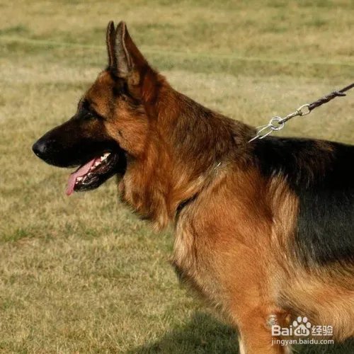 狼狗的价格高吗？