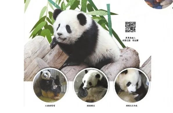 秦岭大熊猫四世同堂的