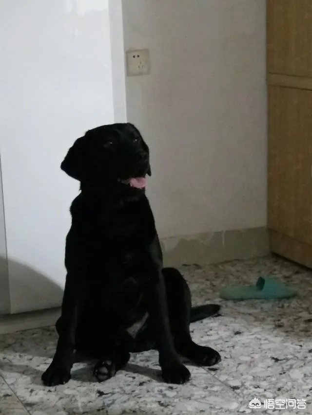 现在的宠物行业还适合开一家宠物加盟店？