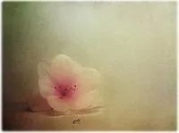 求几个经典、好看、另类、有个性的女生QQ头像