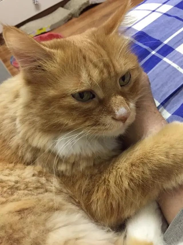 当你的猫或者狗狗去世之后，你还会再养吗？