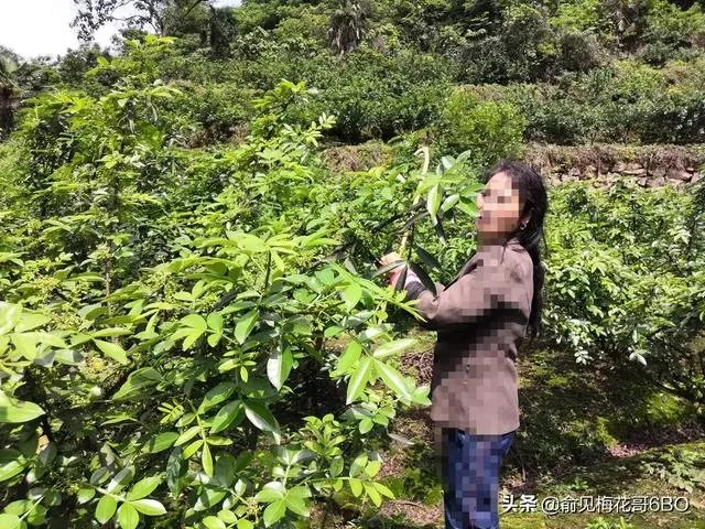 今年花椒树狂枝多怎么办？