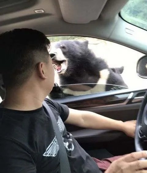 游客在八达岭野生动物园猛兽区开窗投食，被黑熊咬伤手臂，你怎么看？
